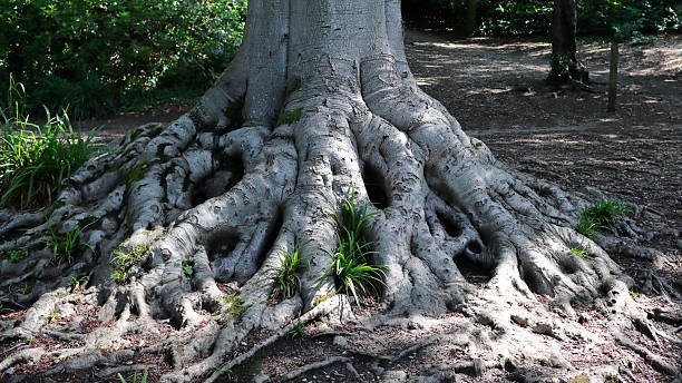 istock Large, Rugged Tree Roots, Twisting Above Ground with Grass and Moss in its Cavities 2219660565