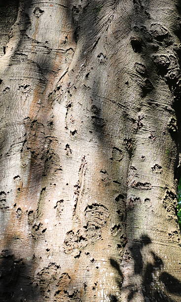 istock Vertical Backdrop of a Rugged Tree Stump, Close Up, with Indentations and Pitting 2219660570