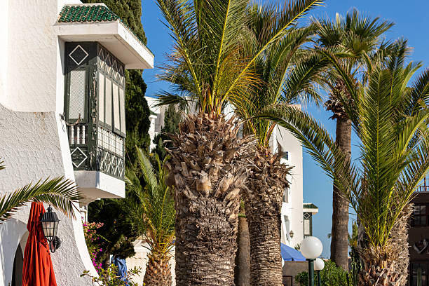 istock A bright image of palm trees against a white building 2219660581