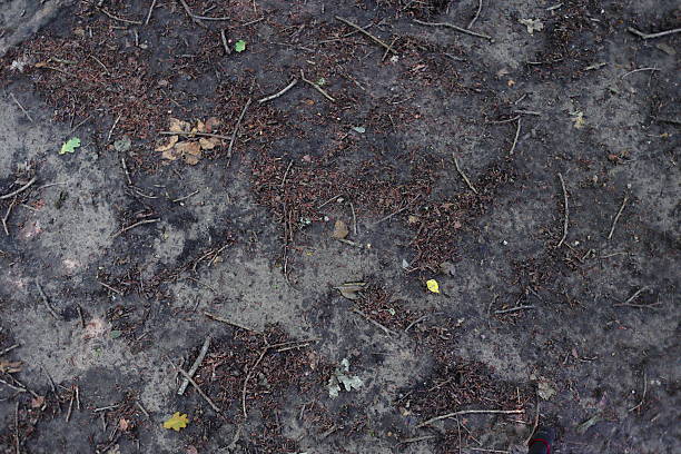 The forest floor, layered with twigs, leaves, and rich dark soil. Scattered green, yellow, and brown leaves add depth to the earthy tones, while small branches crisscross the ground. A quiet, textured scene, capturing nature’s intricate, ever-changing cycle of growth and decay.