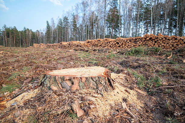 istock Freshly cut pine tree stump in deforested area. A prominent, recently cut tree stump in the foreground, with sawdust and debris, leading to a large log pile and forest line in the background 2219660919