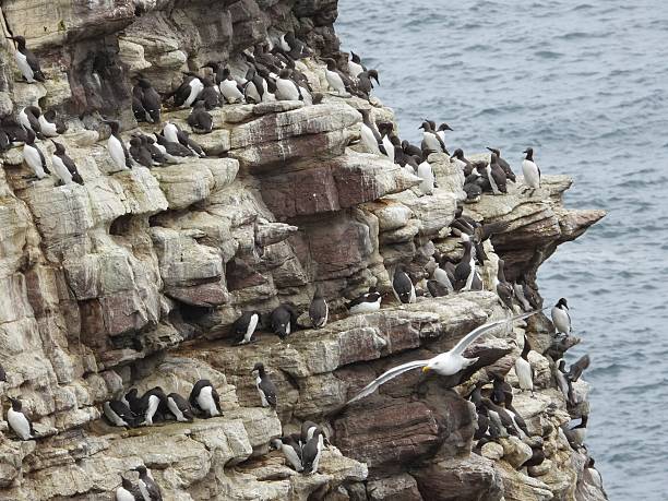istock Colony of Common Murres 2219661645