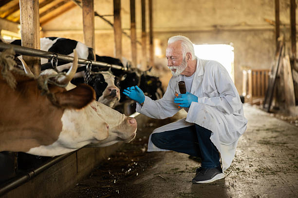 istock Veterinarian Interacting with Cow 2219662180