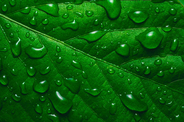 istock Close-up macro of fresh green leaf (Angiospermae sp.) with water droplets, angled top view emphasizing leaf veins and glossy droplets for nature and freshness themes 2219663476