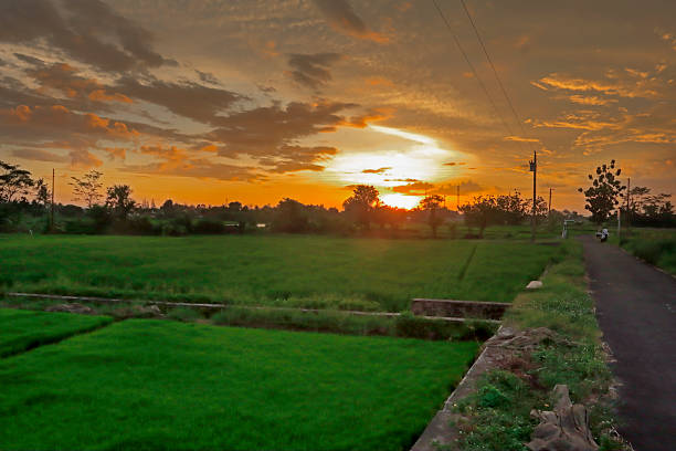 Lush green rice fields stretch across the rural landscape under a dramatic sunset sky. In the distance, a peaceful village lies at the base of gentle mountains. The scene captures the serene beauty of Indonesia's agricultural countryside during golden hour. Ideal for themes of nature, farming, rural life, and tranquility.