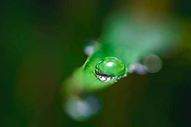 istock Droplet on green leaf surface, Poa pratensis, macro close-up, sharp focus, vibrant green with soft natural blurred background 2219663765