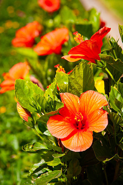 Vibrant Hibiscus Flower