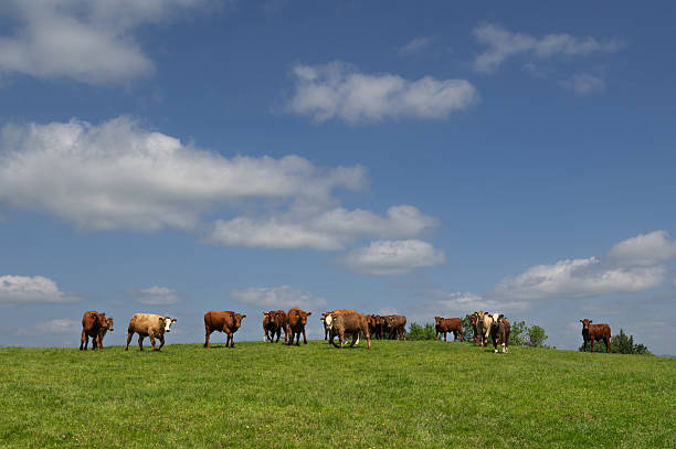 istock Small group of young beef cattle in a field 2219664643