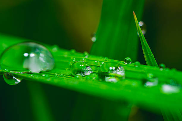istock Macro close-up of Poa pratensis leaf with multiple clear water droplets highlighting leaf texture and reflections 2219664864