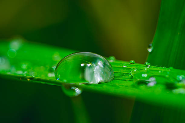 beautiful waterdrop on the green grass after rain, taken at yamanashi japan