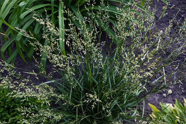 istock Delicate grass stem with spider silk in summer garden, natural bokeh background 2219665177