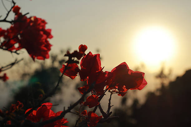 Artistic close-up of vibrant red bougainvillea flowers illuminated by warm backlight from the setting sun. The translucent petals glow with natural beauty, creating a soft, romantic atmosphere. Ideal for themes like floral elegance, natural beauty, sunlight, and tropical gardening.