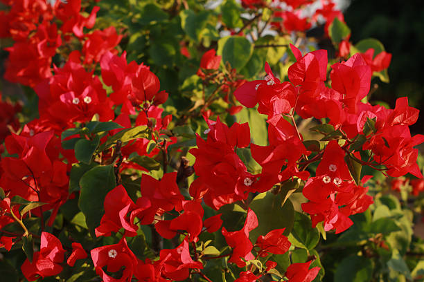 istock Vibrant Red Bougainvillea Flowers in Sunlight 2219665260