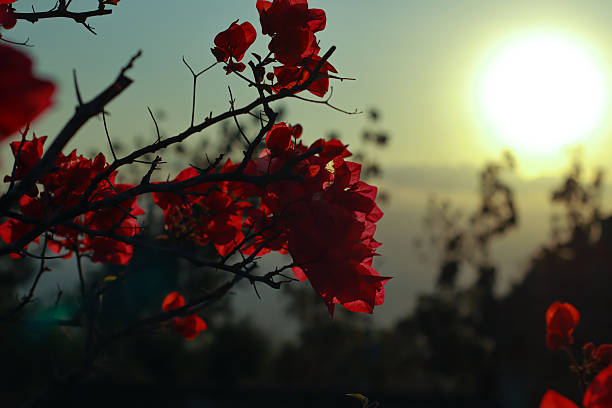Artistic close-up of vibrant red bougainvillea flowers illuminated by warm backlight from the setting sun. The translucent petals glow with natural beauty, creating a soft, romantic atmosphere. Ideal for themes like floral elegance, natural beauty, sunlight, and tropical gardening.