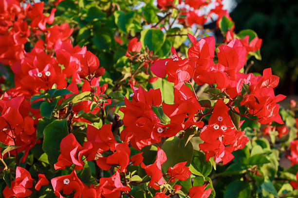 istock Vibrant Red Bougainvillea Flowers in Sunlight 2219665269