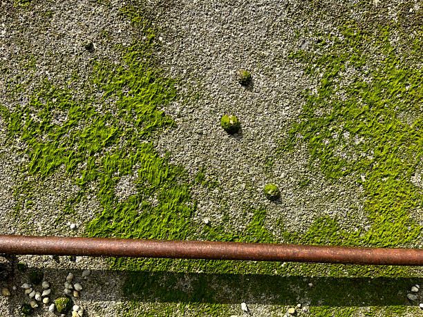 Algae and shells on Pier Wall. Sligo Bay. Common Limpet  (Patella vulgata)