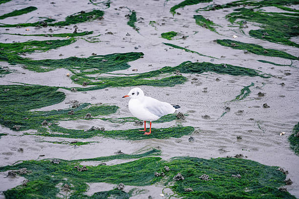 A small seagull in wadden sea. stock photo