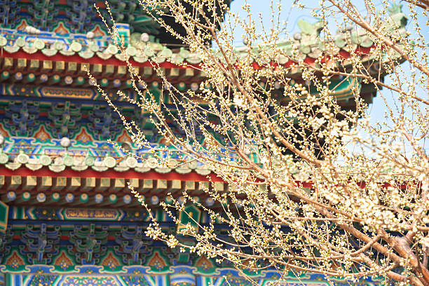 Blooming apricot tree in front of the Pavilion of Everlasting Spring (Wan Chun Ting) on top of the Jingshan Hill (or Prospect Hill) of the Jingshan Park in Beijing just north of the Forbidden City.