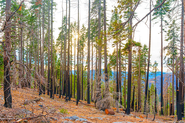 Striking view of Sequoia National Park showing blackened tree trunks from a recent wildfire, surrounded by lush greenery at sunset, captured with a wide-angle lens.