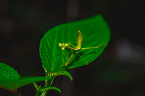 Praying mantis (Mantodea sp.) on vibrant green leaf, close-up macro front view highlighting alert posture and detailed eyes, ideal for insect and nature themes