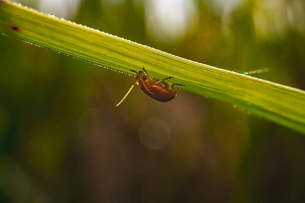 istock Small orange beetle (Coleoptera sp.) hanging upside down on a green grass blade, macro close-up side angle with warm blurred natural background, ideal for insect and nature study visuals 2219667317