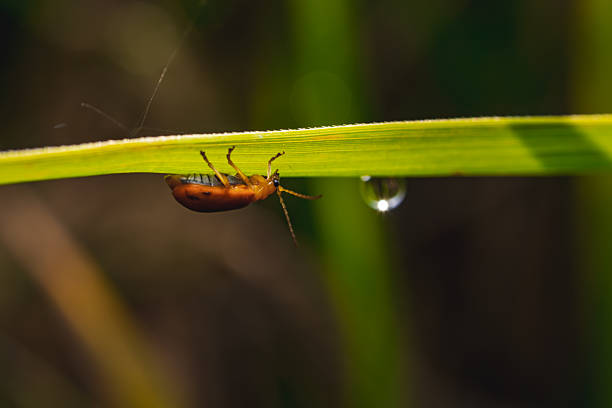 Macro close-up side view of a small orange beetle on a thin green leaf, with a dark blurred background and a tiny water droplet at the leaf's edge, perfect for insect and nature photography
