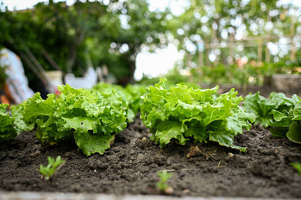 Fresh green lettuce growing in garden bed