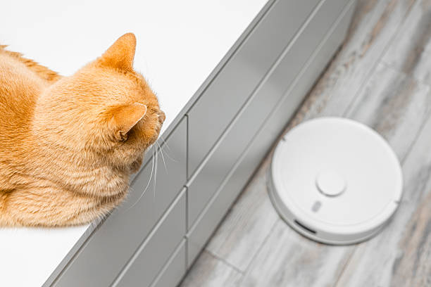 istock cat hiding from working robot vacuum cleaner. 2219668123