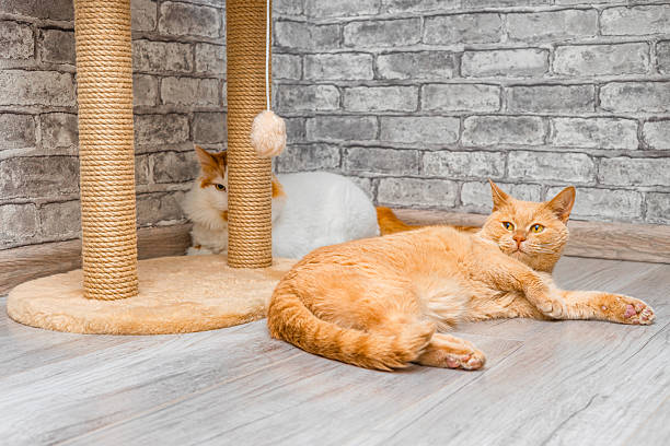 istock tired cat lies near play complex for cats. 2219668174