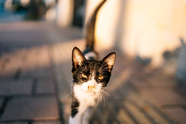 A curious black and white stray kitten walks confidently along a patterned sidewalk in the golden light of late afternoon in Antalya, Turkey. The cat appears alert and inquisitive as it explores the urban environment, with residential buildings and parked cars visible in the background. The images capture a quiet street moment highlighting the charm and resilience of street animals in a Mediterranean city.