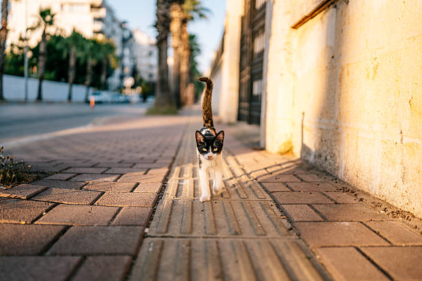 A curious black and white stray kitten walks confidently along a patterned sidewalk in the golden light of late afternoon in Antalya, Turkey. The cat appears alert and inquisitive as it explores the urban environment, with residential buildings and parked cars visible in the background. The images capture a quiet street moment highlighting the charm and resilience of street animals in a Mediterranean city.