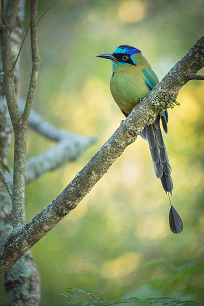 istock Burgo (Momotus momota) Amazonian Motmot perched on a branch 2219669901