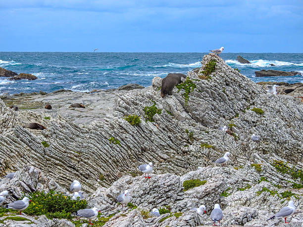 New Zealand Fur Seal (Arctocephalus forsteri) resting amongst a colony of Red-billed Gulls (Chroicocephalus novaehollandiae scopulinus) at Kaikoura Peninsula on New Zealand's South Island