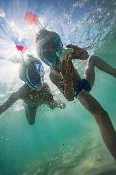 istock Two little boys snorkelers exploring underwater, examining a seashell in clear blue water 2219670200