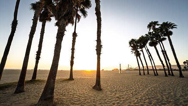 istock Palm Trees Silhouetted at Sunset on Santa Monica Beach 2219670794