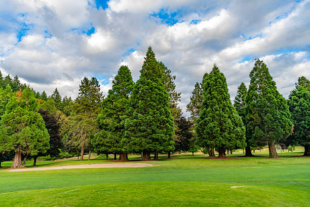 Meadow landscape with mixt forest or park zone nature having green grass and cypress tree environment.