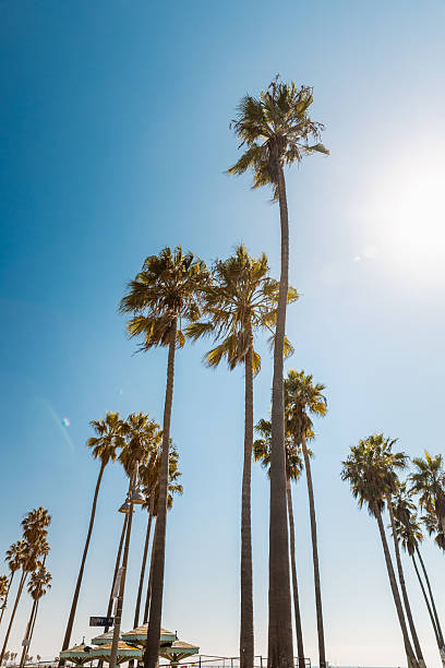 istock Coastal California Palms on a Bright Summer Day 2219672722