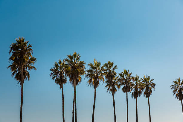 istock Coastal California Palms on a Bright Summer Day 2219673278