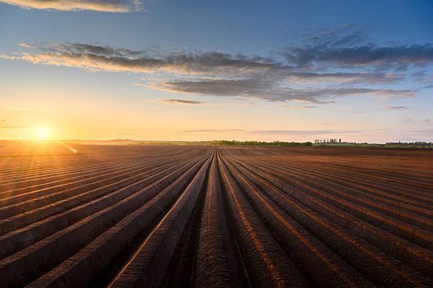 istock Sunset on plowed agricultural field 2219673303