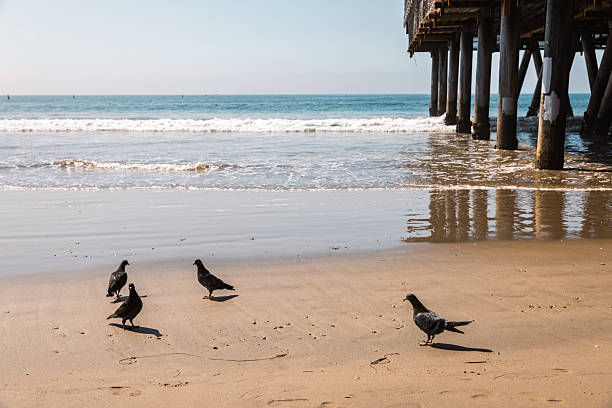 A small group of pigeons stands calmly on the wet sand as waves from the Pacific Ocean roll in behind them. The edge of the iconic Santa Monica Pier frames the upper right corner, casting dramatic reflections on the shoreline. This peaceful scene highlights the coexistence of urban wildlife and beachside architecture under the California sun.