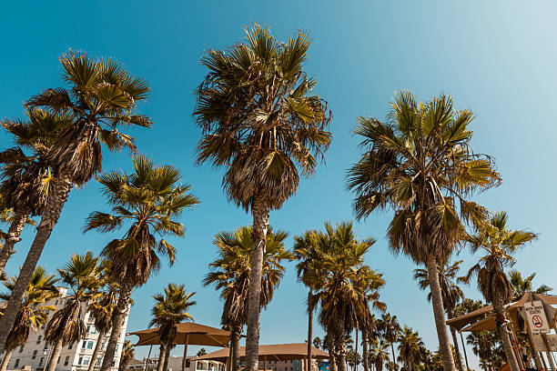 A grove of tall palm trees rises dramatically against a flawless, cloudless sky in sunny Venice Beach, Los Angeles. The image captures the essence of Southern California's tropical charm and is ideal for themes like travel, nature, architecture, and climate. The golden light filtering through the fan-shaped leaves adds warmth and contrast, embodying the quintessential West Coast vibe.