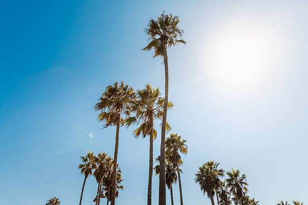 A grove of tall palm trees rises dramatically against a flawless, cloudless sky in sunny Venice Beach, Los Angeles. The image captures the essence of Southern California's tropical charm and is ideal for themes like travel, nature, architecture, and climate. The golden light filtering through the fan-shaped leaves adds warmth and contrast, embodying the quintessential West Coast vibe.