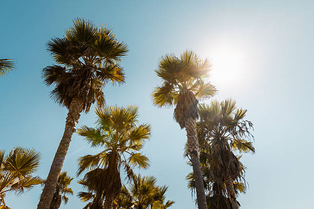 A grove of tall palm trees rises dramatically against a flawless, cloudless sky in sunny Venice Beach, Los Angeles. The image captures the essence of Southern California's tropical charm and is ideal for themes like travel, nature, architecture, and climate. The golden light filtering through the fan-shaped leaves adds warmth and contrast, embodying the quintessential West Coast vibe.