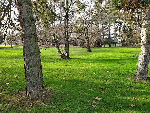 Bright and vibrant park landscape featuring a lush green grassy field scattered with a few fallen leaves and surrounded by trees. Captured on a sunny day, the scene conveys freshness, tranquility, and natural beauty, perfect for themes of relaxation or outdoor spaces.