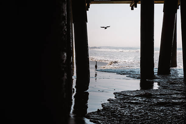 A solitary bird stands still at the edge of the ocean, framed by the shadowy wooden beams of the Santa Monica Pier. This photo captures a tranquil, cinematic moment of California’s coastal wildlife amidst urban structures, with natural light silhouetting the subject. Ideal for themes of solitude, nature in the city, contrast, or wildlife observation.