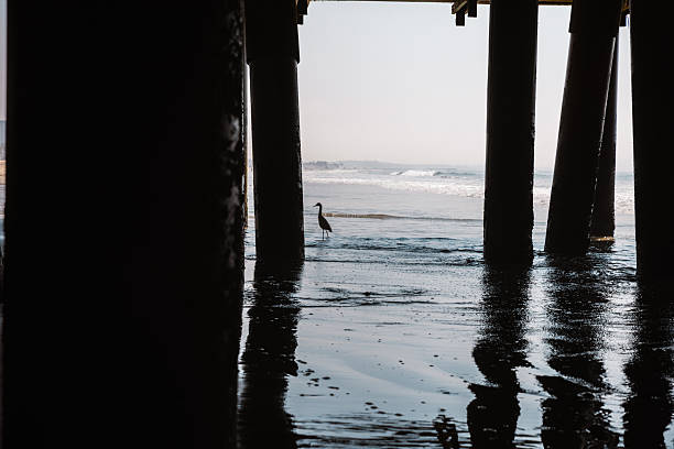 istock Solitary Bird with Ocean Backdrop in Santa Monica 2219674464