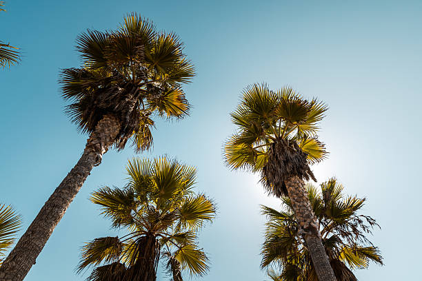 A grove of tall palm trees rises dramatically against a flawless, cloudless sky in sunny Venice Beach, Los Angeles. The image captures the essence of Southern California's tropical charm and is ideal for themes like travel, nature, architecture, and climate. The golden light filtering through the fan-shaped leaves adds warmth and contrast, embodying the quintessential West Coast vibe.