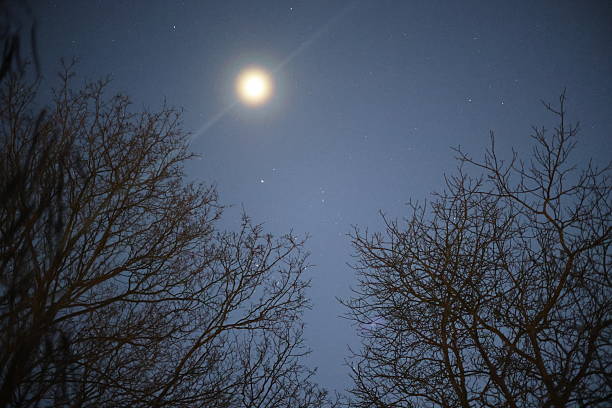 Moon behind trees and stars during a summer night