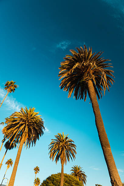 istock Coastal California Palms on a Bright Summer Day 2219675221