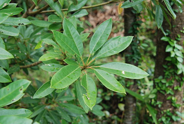 istock Ilex rotunda subsp. microcarpa leaves, fruits, and tree form 2219675225
